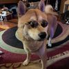 royaldshibas