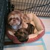 shih_tzu_not