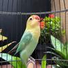 Lovebird