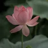 mbindran