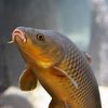 fish_sazan