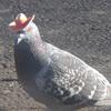 queercolumbidae