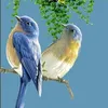 redwandyana