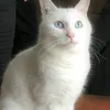 juliokam000