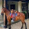 caballosygarocha14