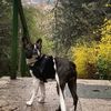 kevindbrdog