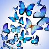 butterfly03091217