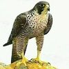 duaputribitameca