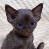 biyawak061