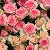 🌷M