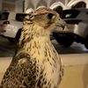 9uae4
