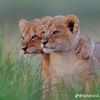 raja_abdullah_javed_