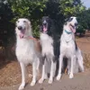 borzoi.spain