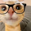 aniinhaalvez