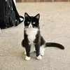 Little Tuxedo
