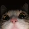 kocenggawronggg