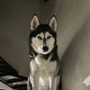 xibalbaelhusky
