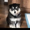 magnus_0510