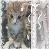 aliya_flyz