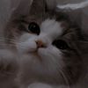 jjklovely.7