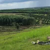 haucng