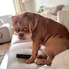 frankie__bulldog