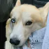 vilochka_v_chae8