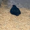 buttbuttgoose