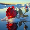 mubariz003