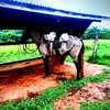 gustavopecuaria022