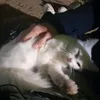 darcuchka