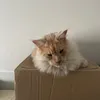 poupy2019
