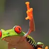 that_frog_lover