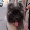 chelepeke