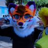 taylordogowos