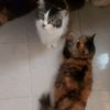 rahma_luo