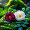 _ahnaf_adi_