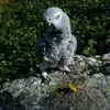 dinogrigoletti