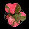 arnon5122