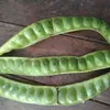 kangngantuk11