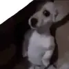 ninja.chuu2