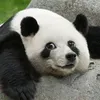 _uniquepanda