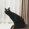 tekacpekac