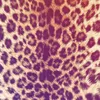caldbea
