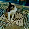 ismo_9395