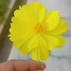 melvisweet