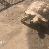 obbiethetortoise