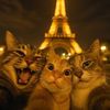 donat_kucing