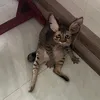 thhaz.z