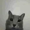culocacato6969